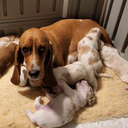 Peaches - Basset Hound