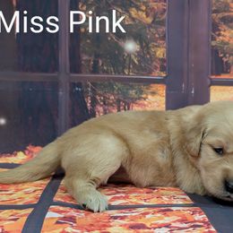 Goldendoodle, Golden Retriever, Labradoodle, and Labrador Retriever Puppies from Robertson's Retrievers and Doodles