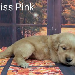 Goldendoodle, Golden Retriever, Labradoodle, and Labrador Retriever Puppies from Robertson's Retrievers and Doodles