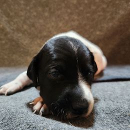 Snoop - Black and white male German Shorthaired Pointer puppy in Meriden, Kansas from Hull's GSPs
