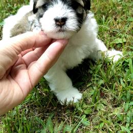 "Aslan at five weeks." Havanese Puppies from Endearing Havanese