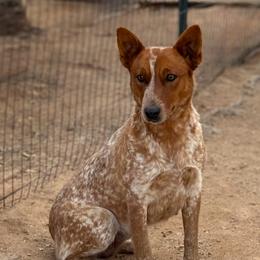 Luna - Australian Cattle Dog