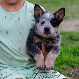 Stillwater - Blue female Australian Cattle Dog puppy in Fairview, Oklahoma from Flying D Kennels