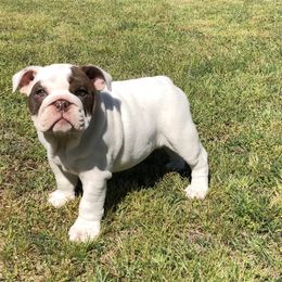 English Bulldog Puppies from Buffalo Bulldogs