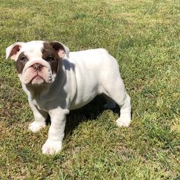 English Bulldog Puppies from Buffalo Bulldogs