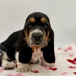 Milk Bordeaux- See's Candy Litter - Black tan and white female Basset Hound puppy in Konawa, Oklahoma from Circle H Basset Hounds