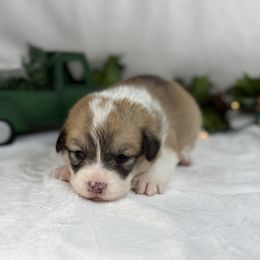 Hunny's girl 1,200 - Red female Pembroke Welsh Corgi puppy in Nashville, Arkansas from Whisenhunt Farms
