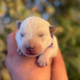Penny - Blue mottled female Australian Cattle Dog puppy in Sahuarita, Arizona from A2 Australian Cattle Dogs