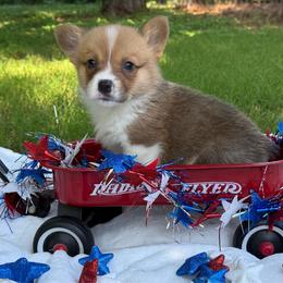 Red 1300 - Red male Pembroke Welsh Corgi puppy in Nashville, Arkansas from Whisenhunt Farms