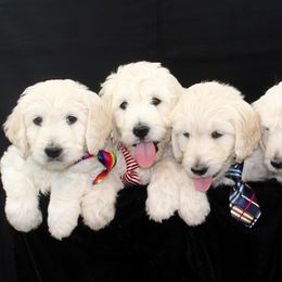 Bernedoodle and Goldendoodle Puppies from Dawg'on Doodles