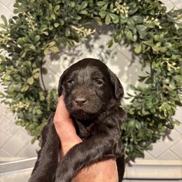 Minnow - Chocolate female Labradoodle puppy in Somerset, California from Annie’s Animals
