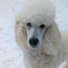 Ino - Poodle