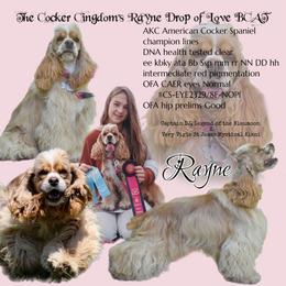 Rayne - Cocker Spaniel