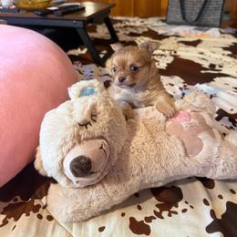William - Chocolate male Chihuahua puppy in Beaumont, Texas from Anastasia’s Tiny Pupps