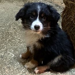 Boy 3 - Toy Australian Shepherd puppy from Chapman's Aussies