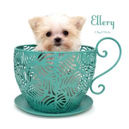 Ellery - Cream female Mi-Ki puppy in Elizabeth, Colorado from Royal T Mi-Kis