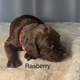 Rasberry - Chocolate female Goldendoodle puppy in New Ringgold, Pennsylvania from Hawk Mountain Doodles