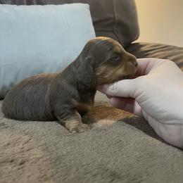 Chocolate Girl - Chocolate and tan female Dachshund puppy in California from Wild Weenies - Dachshund Ranch