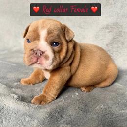 Red collar - Fawn female Bulldog puppy in Seattle, Washington from Authentic Bullys