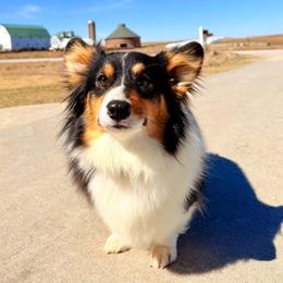 Dottie - Pembroke Welsh Corgi