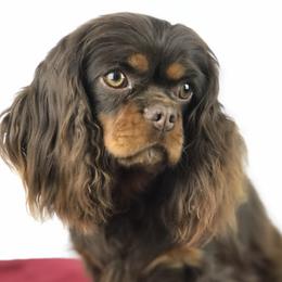 Carmella - Cavalier King Charles Spaniel