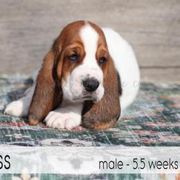 Jess - Black white and brown male Basset Hound puppy in Jefferson City, Missouri from Triple Hill Farm