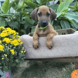Rhodesian Ridgeback Puppies from Fisher’s Rhodies