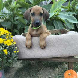Rhodesian Ridgeback Puppies from Fisher’s Rhodies