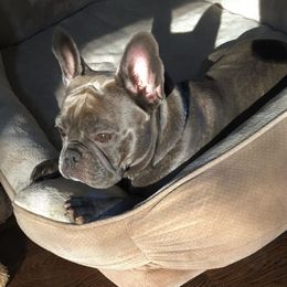 French Bulldogs from Dolly’s Chateau