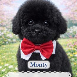 Monty - Black male Maltipoo puppy in Apple Valley, California from Boujeepups