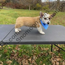 Bullseye Male BLUE Collar - Sable male Miniature Pinscher puppy in Eaton, New York from Snomoon Miniature Pinschers  & Pembroke Welsh Corgi