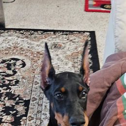 Doberman Pinscher and Miniature Australian Shepherd Puppies from KB's Dobermans