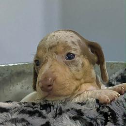 Vanilla Latte Cream Dapple Piebald - Dapple male Dachshund puppy in Bremen, Georgia from Jones Royal Kennels / Jones Miniature Dachshunds