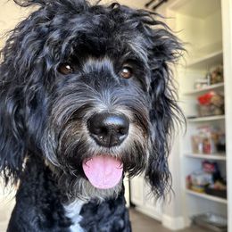 Phoebe - Bernedoodle