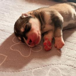 Mario (Prince) - Gray and white male Siberian Husky puppy in Mc Cleary, Washington from Chelsea's Huskies