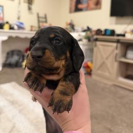 Slink - Black and tan male Dachshund puppy in Grantsville, Utah from Sausage Squad
