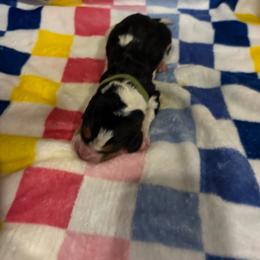 Boy 3-Benji - Black red and white male Basset Hound puppy in Ringling, Oklahoma from BnL Bassets
