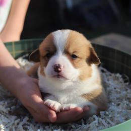 Poppy - Red female Pembroke Welsh Corgi puppy in Butte Meadows, California from Julia's Pembroke Welsh Corgis