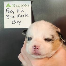 Foxy boy 2 - Blue merle and white male American Corgi puppy in Hampton, Tennessee from TC Farms Stock Dogs - Miniature Australian Shepherds