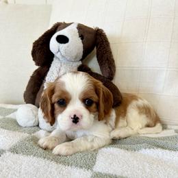 Honey - Blenheim female Cavalier King Charles Spaniel puppy in Buckeye, Arizona from Parks Cavaliers