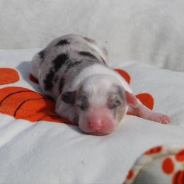 Biscotti - Blue merle and white male Cardigan Welsh Corgi puppy in Leonard, Texas from Southern Rose Corgis