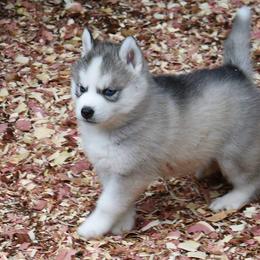 Siberian Husky Puppies from Xk siberians