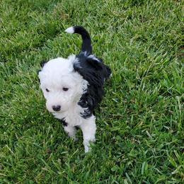 Lola - Black and white female Sheepadoodle puppy in Bellevue, Iowa from Fluffy Wonders Poms and Doodles