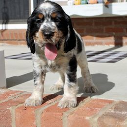 Boy 4 - Black white and tan English Springer Spaniel puppy in Swainsboro, Georgia from Sweet Georgia Springers