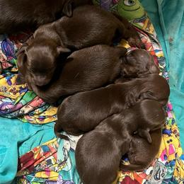 Penny - Chocolate and tan female Dachshund puppy in Poplarville, Mississippi from Sarah’s Darling Dachshunds