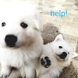 Berger Blanc Suisse and German Shepherd Puppies from Vom Hundhaus German Shepherds