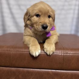 Purple collar female- golden retriever - Golden female Golden Retriever puppy in Piedmont, South Carolina from The Farm at Saluda Ridge