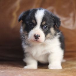 Pembroke Welsh Corgi Puppies from Ayers Acres Corgis