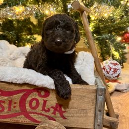 Prancer - Chocolate female Labradoodle puppy in Candler, North Carolina from Maple Bakin’ Doodles