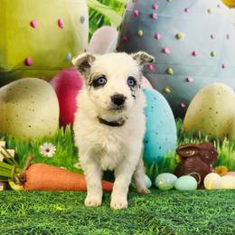 Cricket - Blue merle female Border Collie puppy in Avilla, Indiana from Borderline Kennels